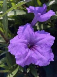 Mayan™ Purple Mexican Petunia, Desert Petunia, Florida Bluebells, Mexican Bluebells, Ruellia simplex 'R-10-102'